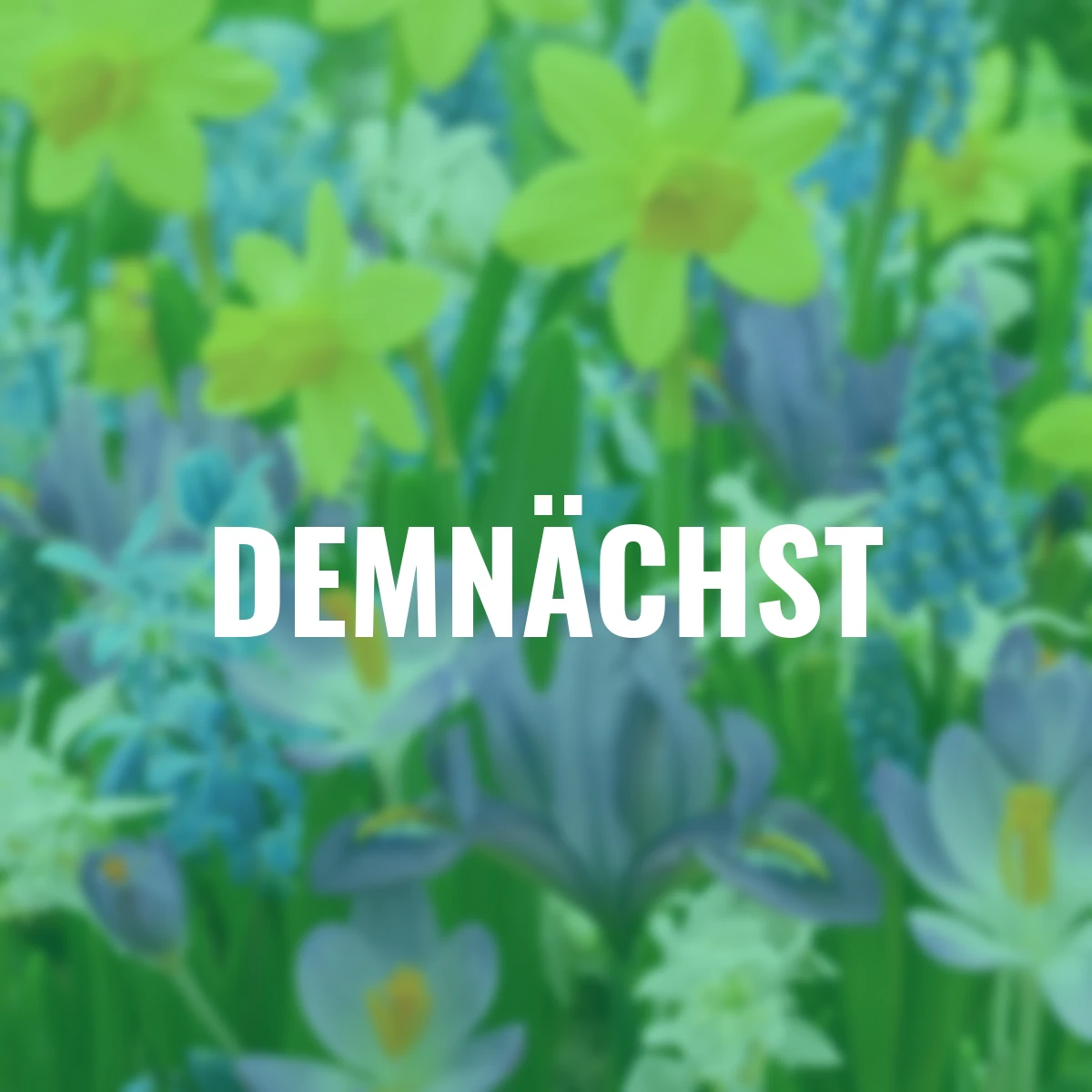 Blumenzwiebel Märchen-Set