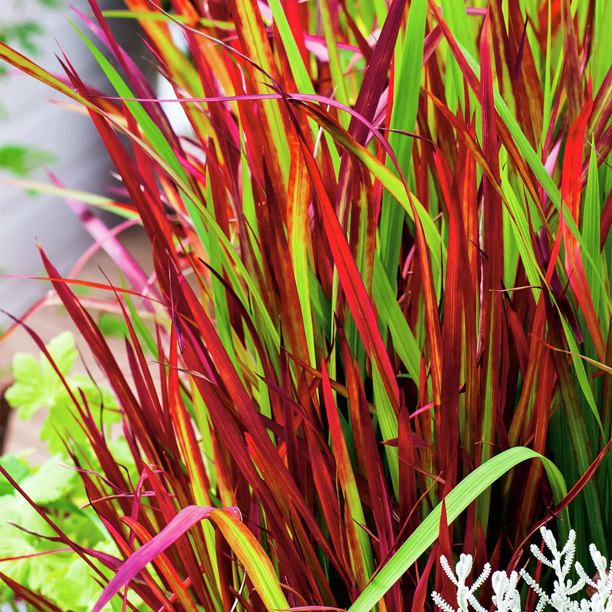 Blutgras Red Baron, im ca. 19 cm-Topf