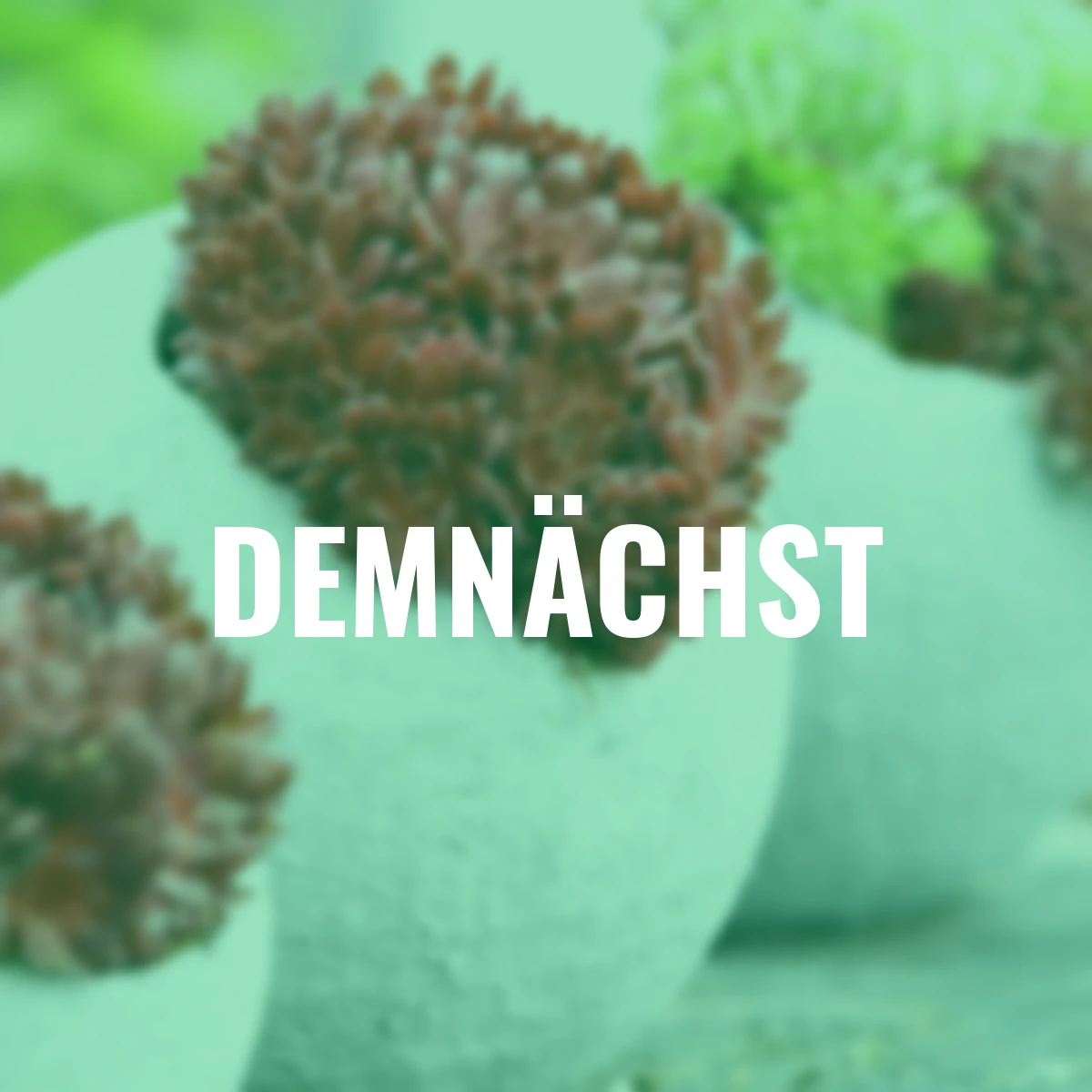 Korallenroter Hauswurz