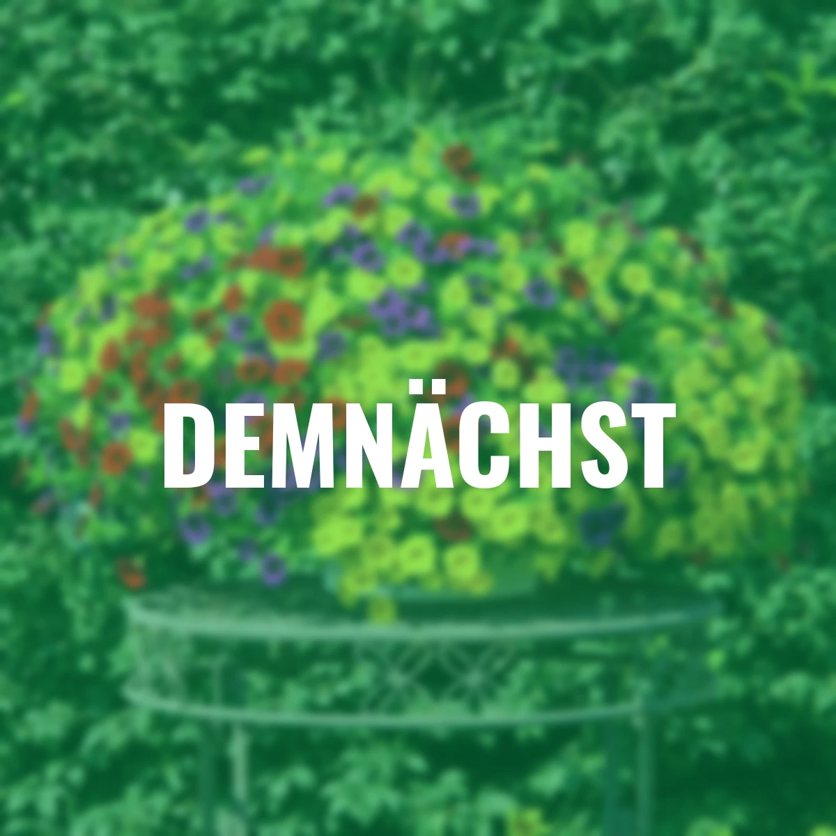 Zauberglöckchen Trixi® Bolero, Blumenampel