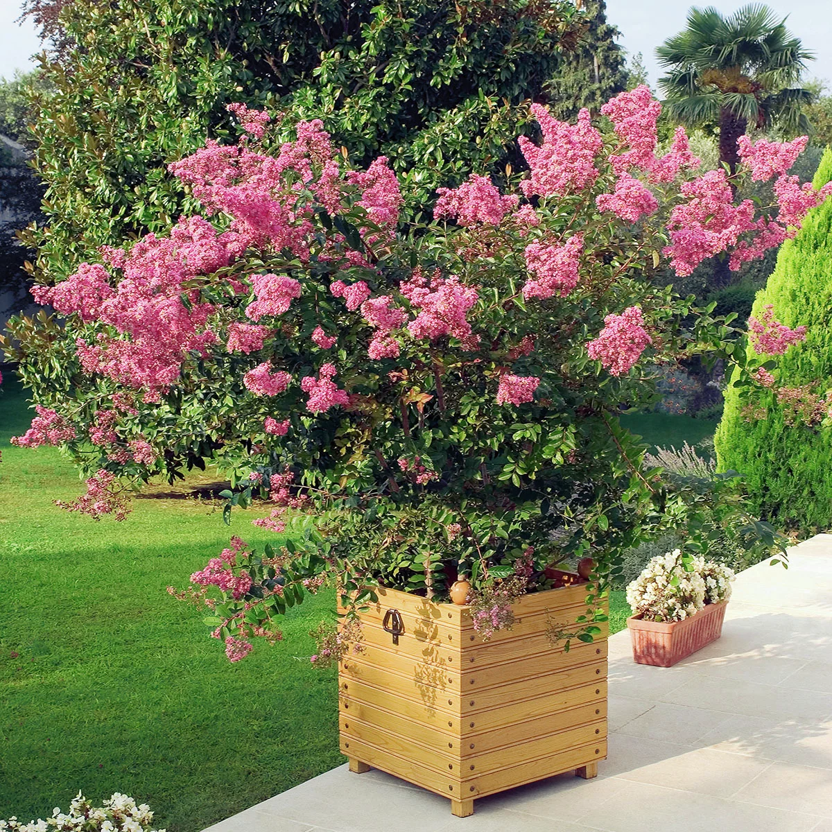 IndianerFlieder(R) Osage, hellrosa