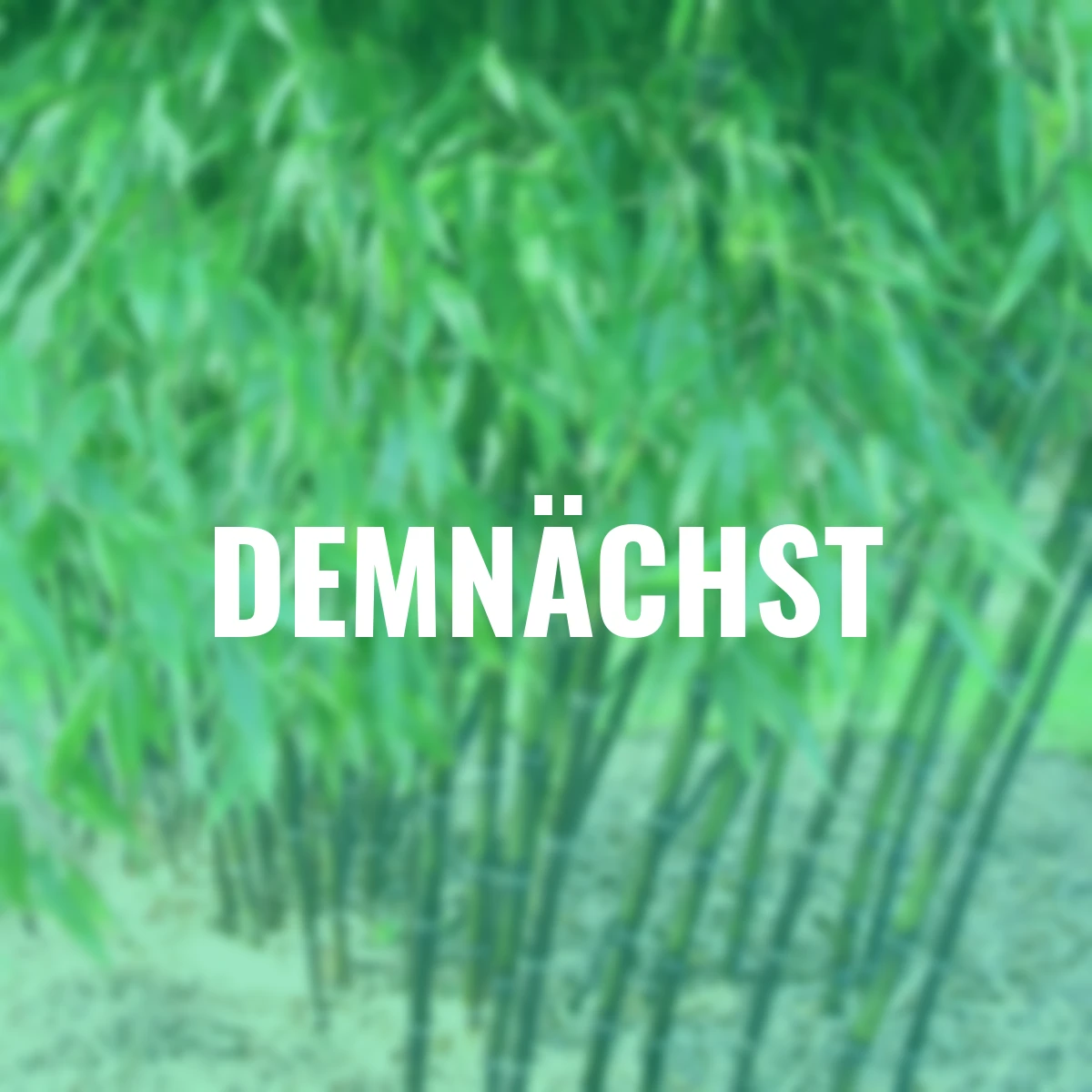 Schwarzer Bambus, im ca. 23 cm-Topf