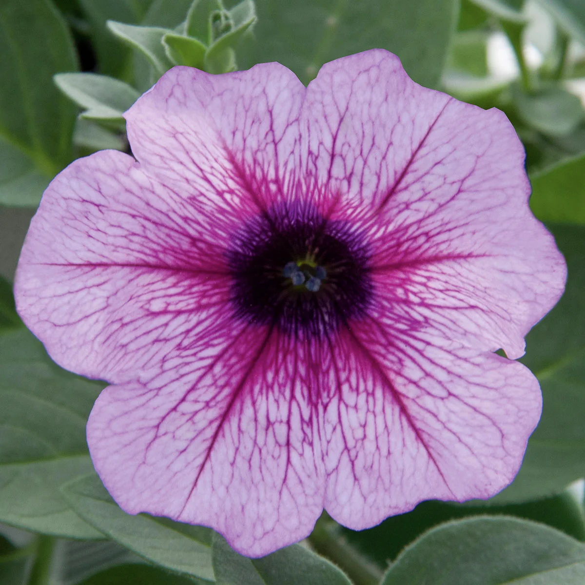 Riesenhängepetunie AlpeTunia® Pink Vein