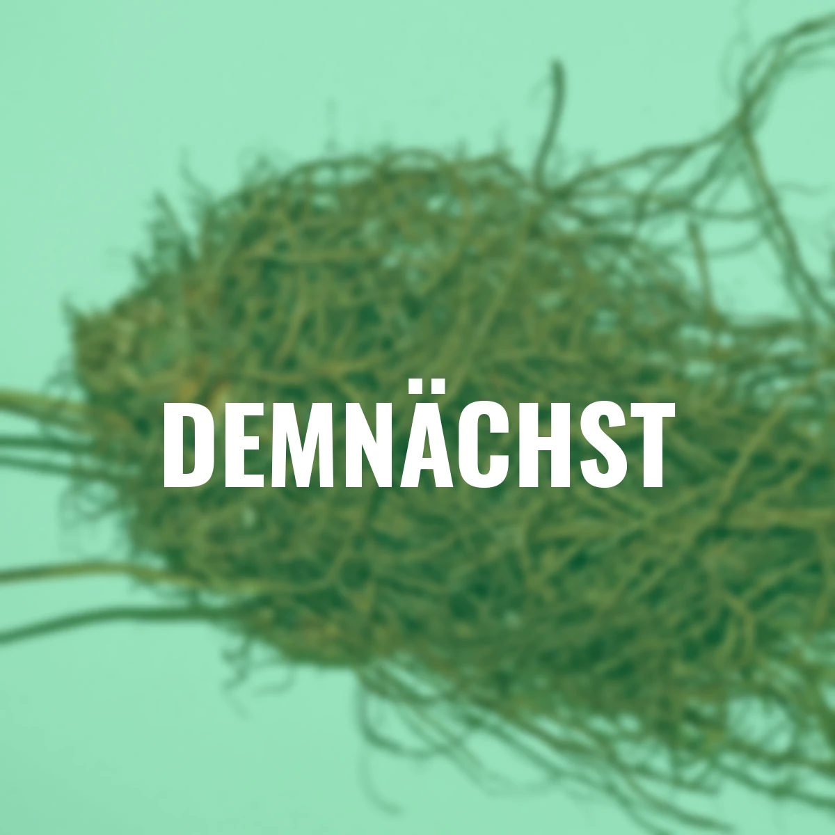 Stauden-Set Lieblings-Prachtspieren