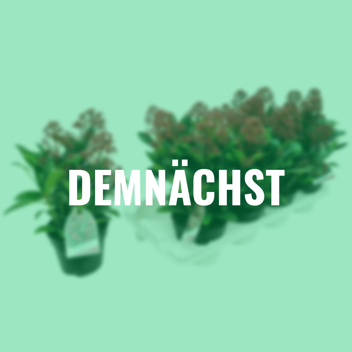 Japanische Blütenskimmie Rubella, im ca. 13 cm-Topf