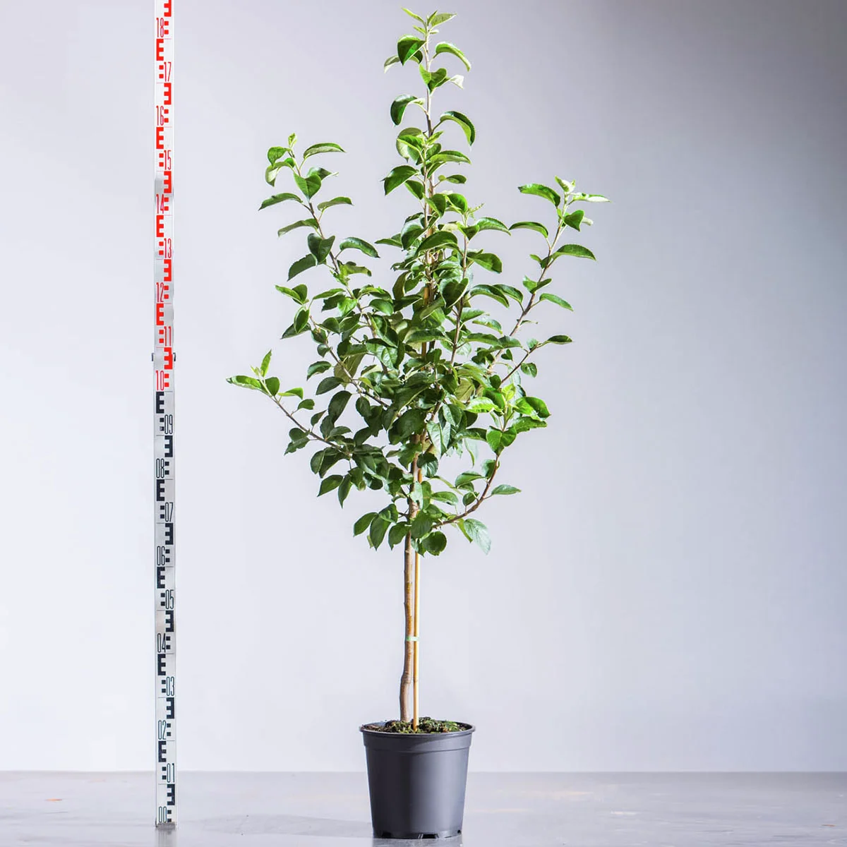 Apfel Kaiser Wilhelm