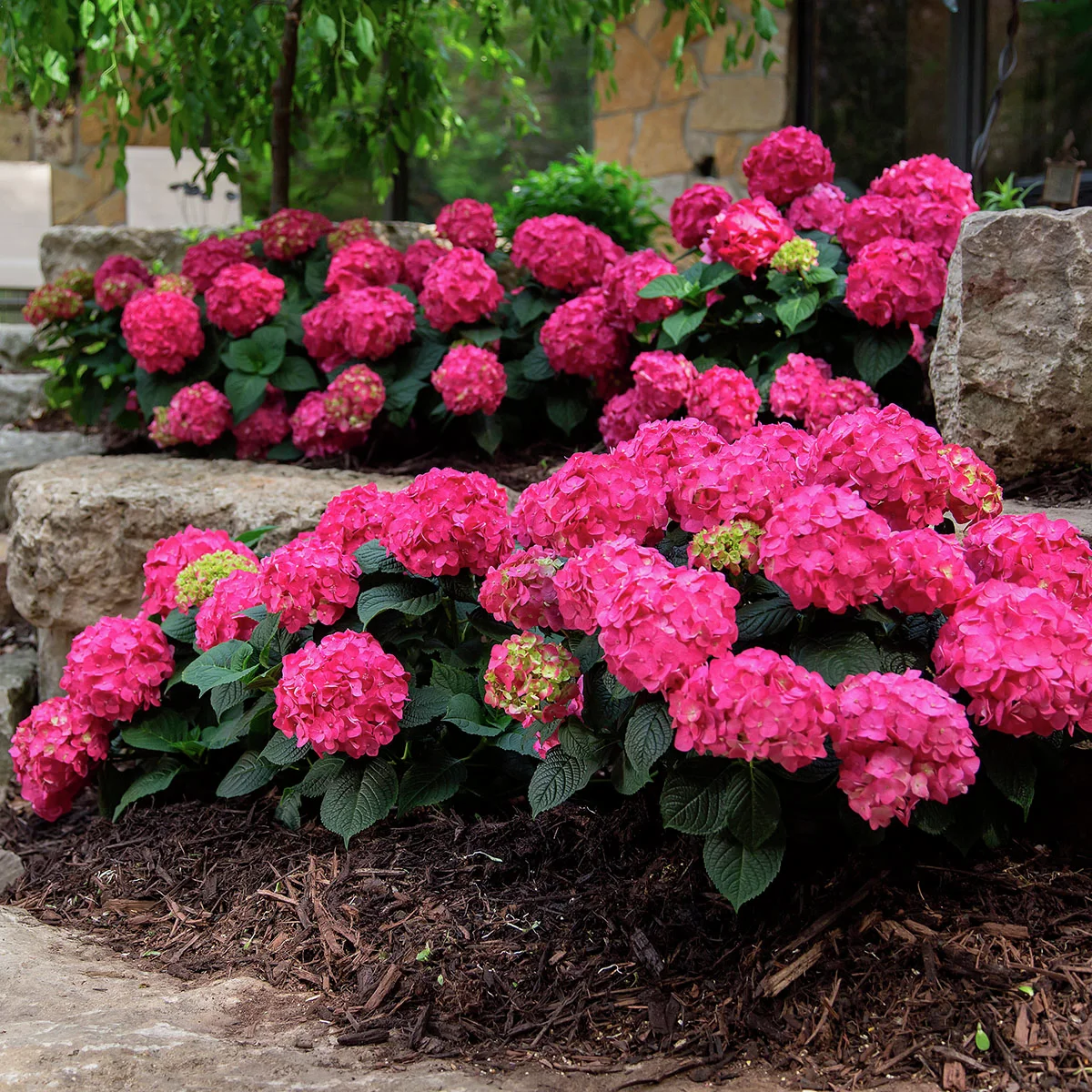 Hortensie Endless Summer® Summer Love®