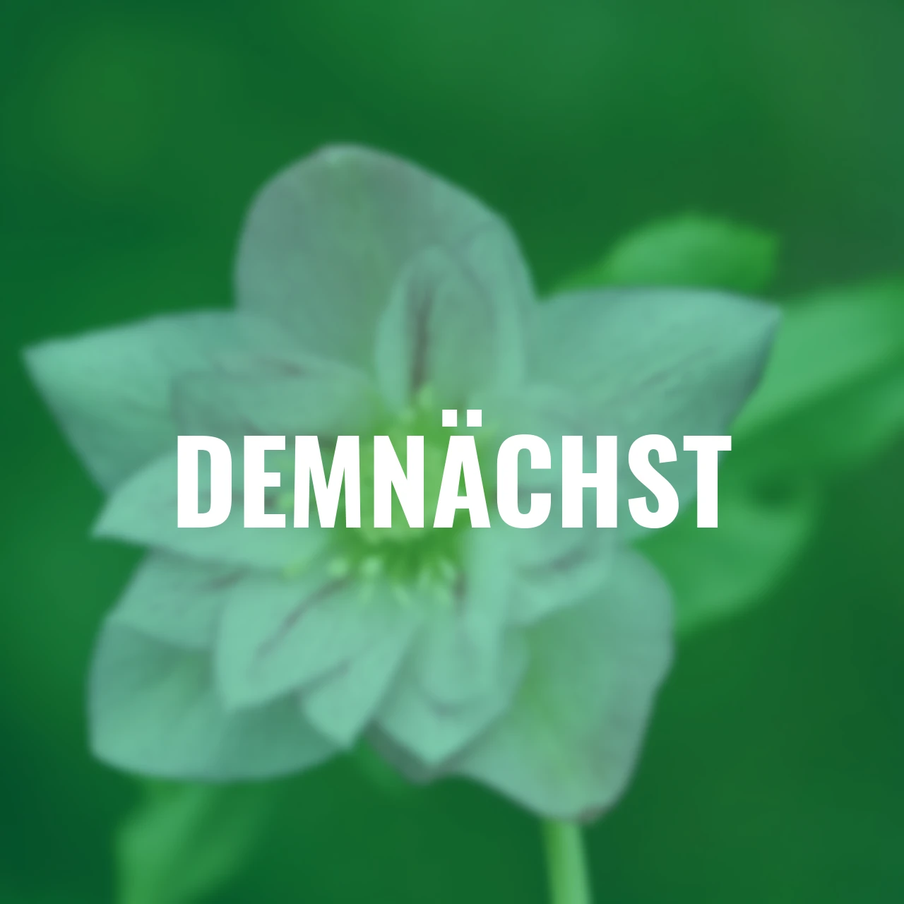 Lenzrose ViV Alessia, Höhe ca. 20-25 cm