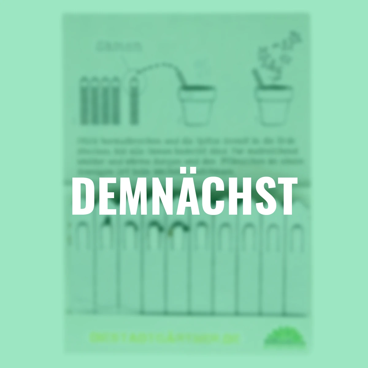 Steckling Kräutersamen, 10 Stück