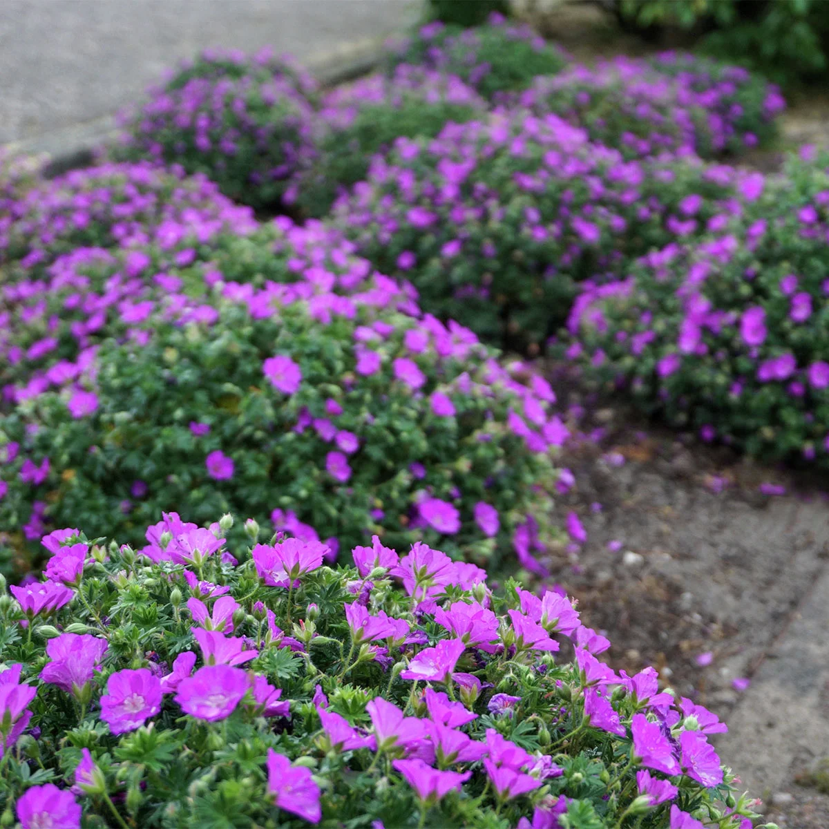 Storchschnabel Max Frei