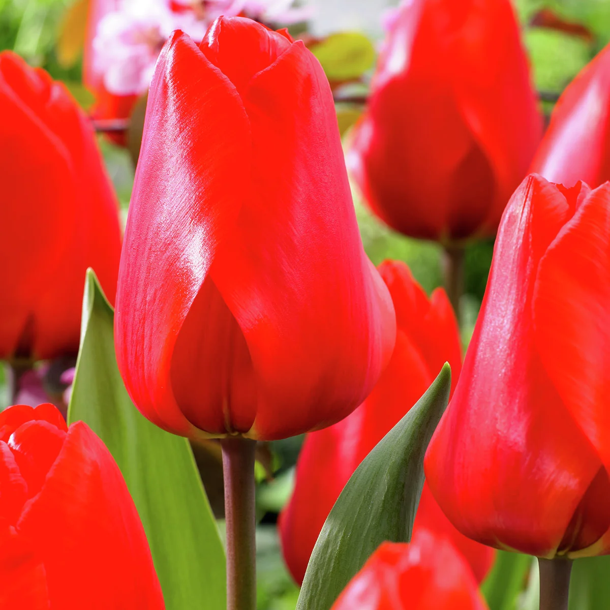 Tulpe Lalibela, XXL-Pack.