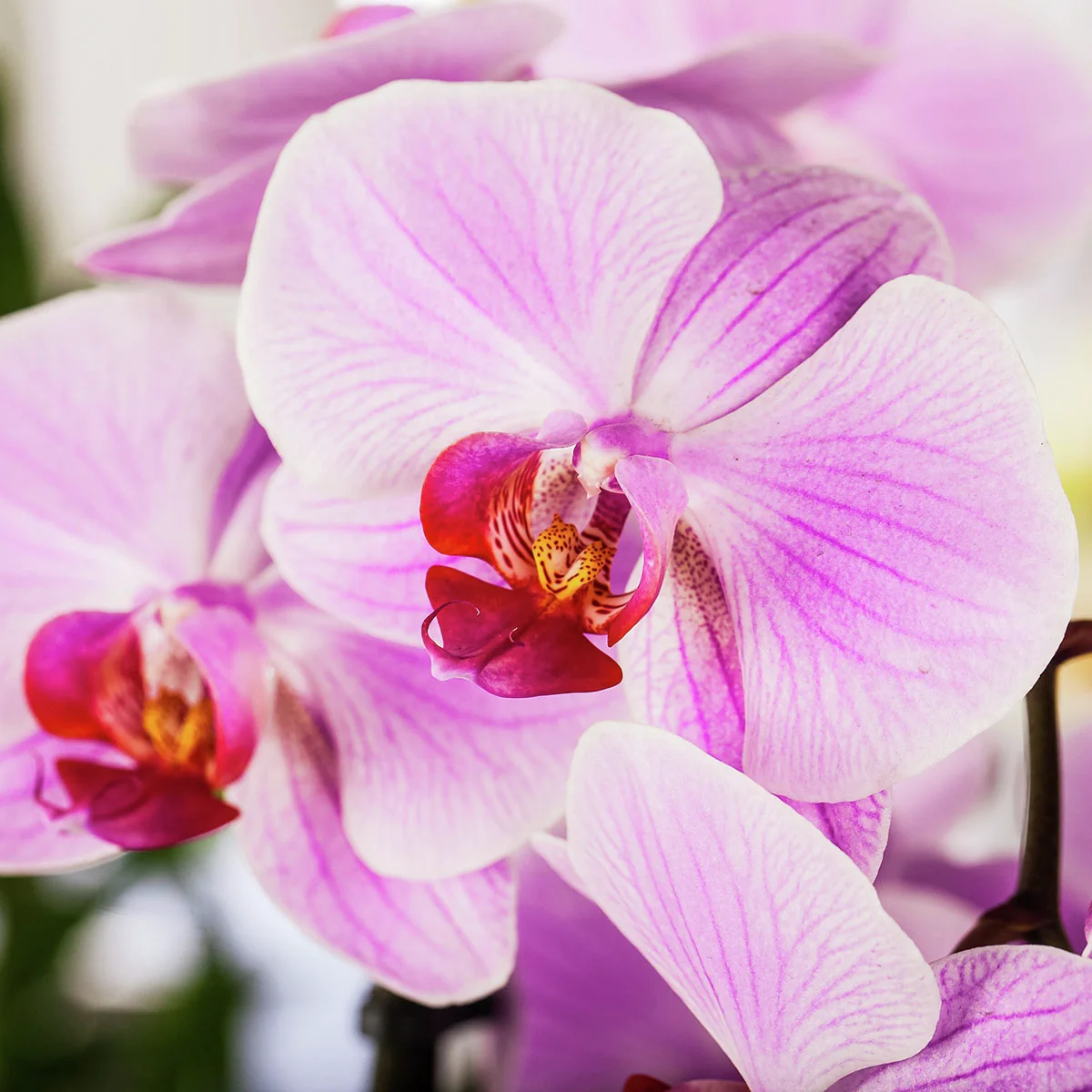 Rosa Schmetterlings-Orchidee, im ca. 12 cm-Topf
