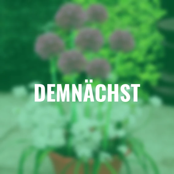 Pflanz-Tray Zierlauch