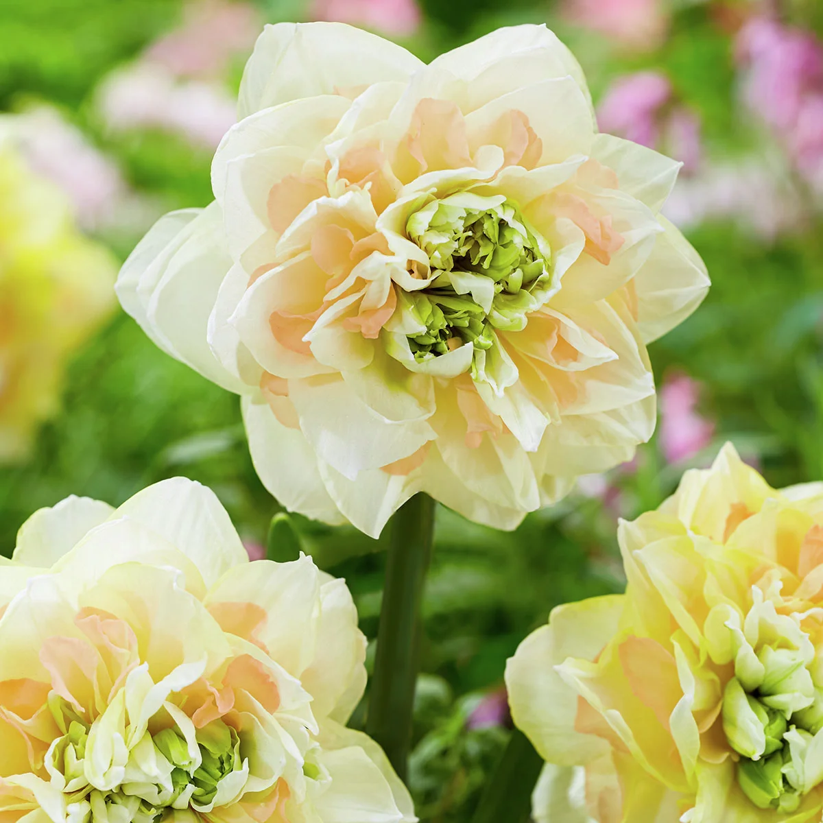 Narzisse Pom Pom Rose