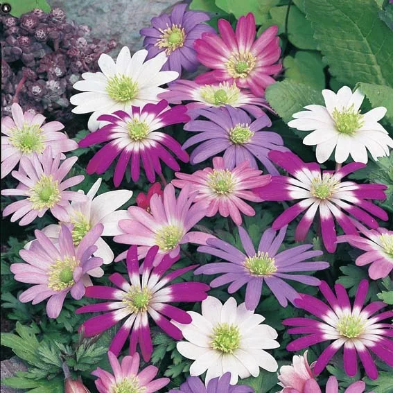 Strahlen-Anemonen-Mischung