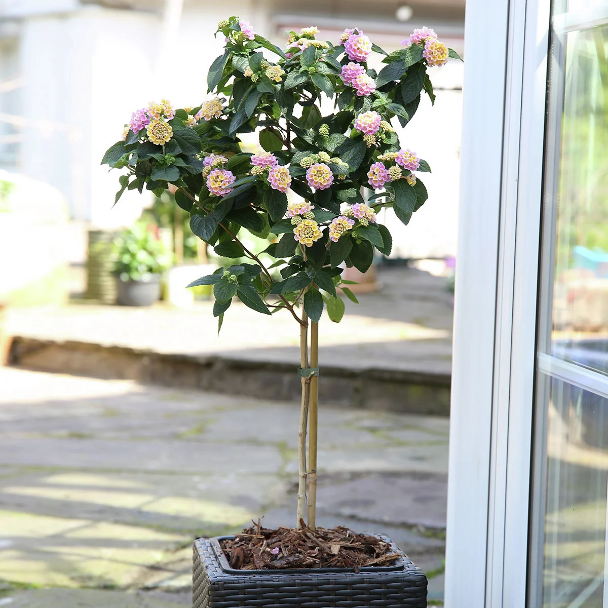 Wandelröschen-Stämmchen, rosa