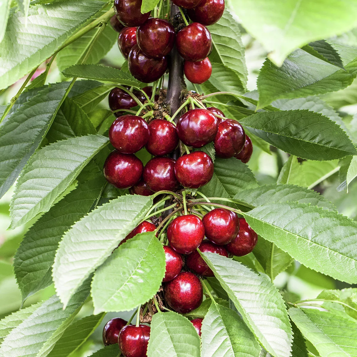 Säulen-Süßkirsche Sylvia