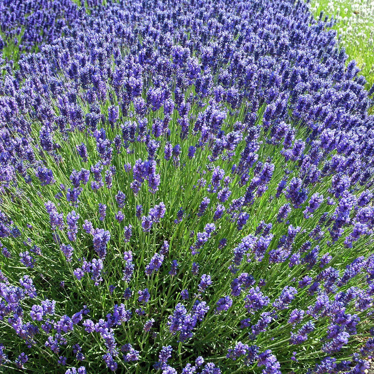 Englischer Lavendel Peter Pan