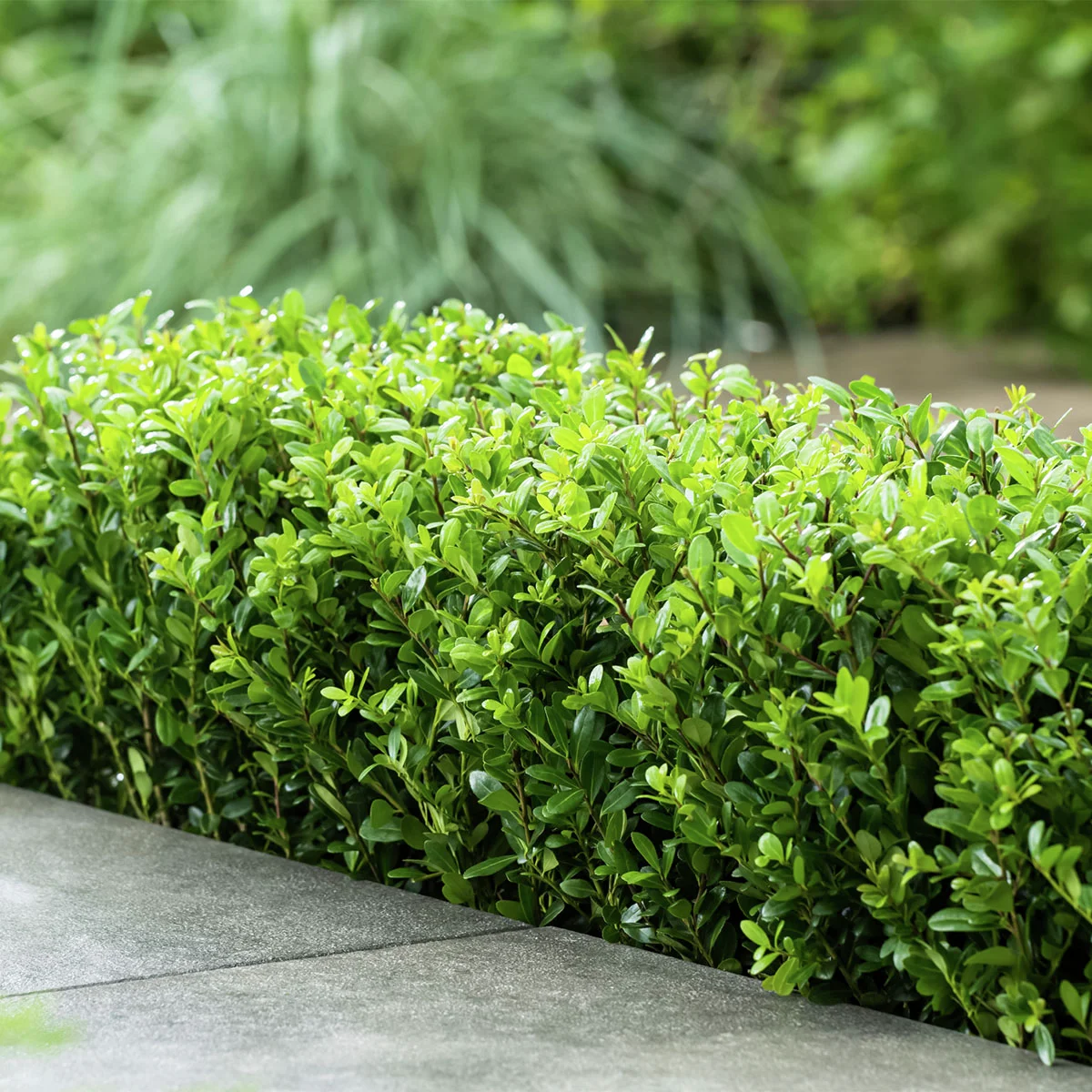 Hecken-Ilex Dark Green®