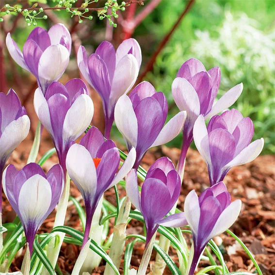 Wildkrokus Yalta