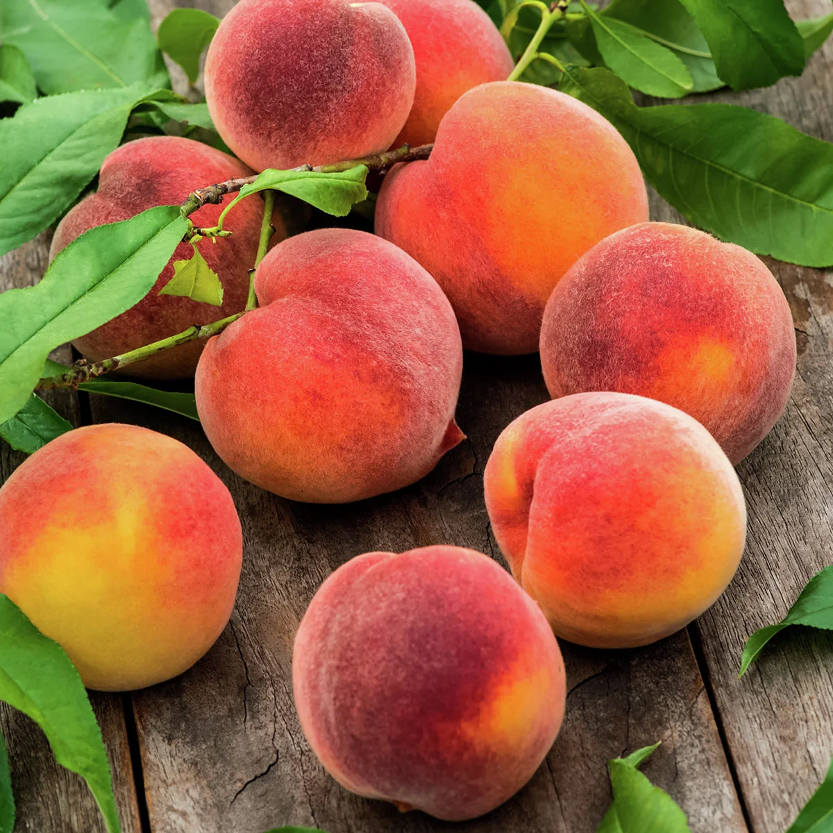 Säulen-Pfirsich Aida