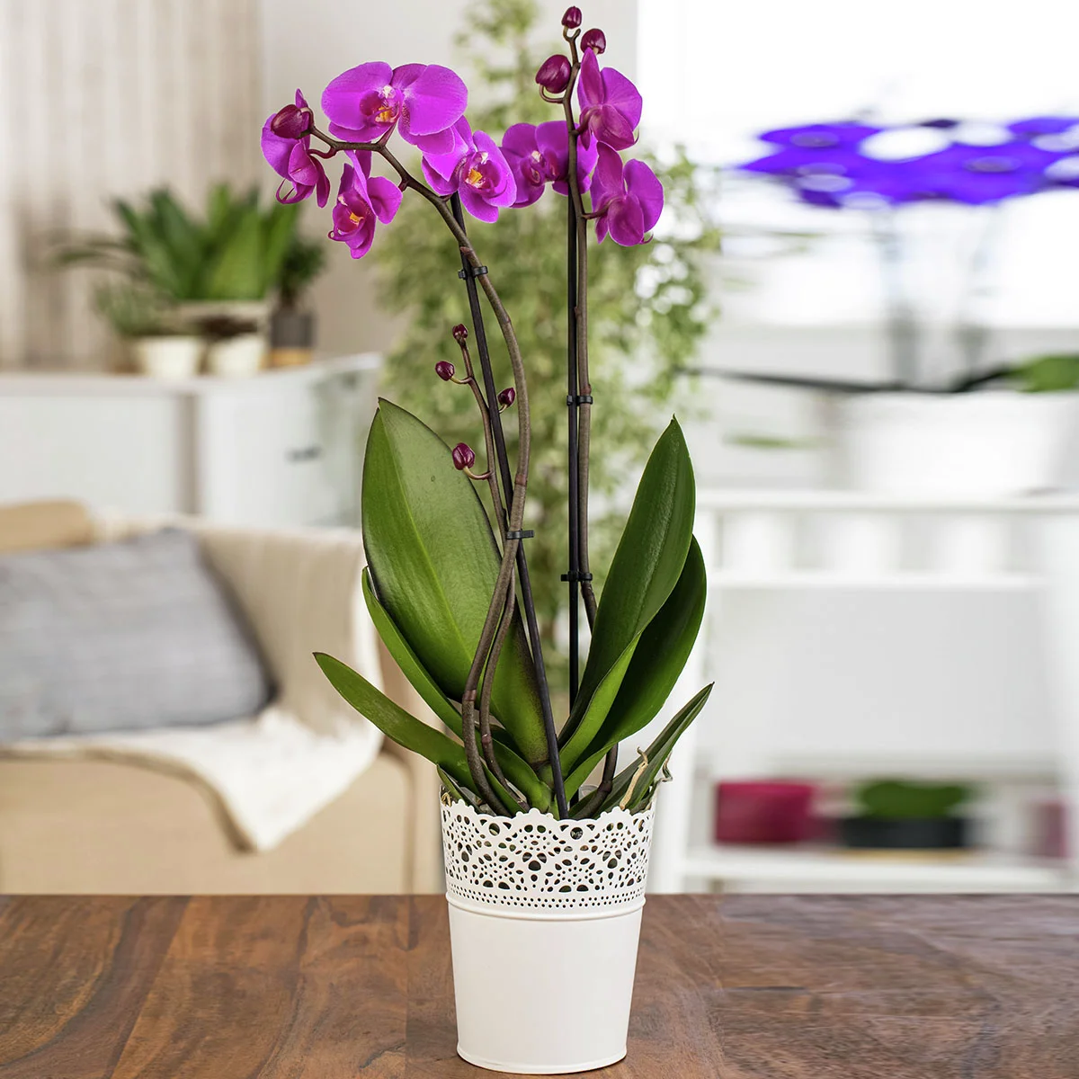 Pinke Schmetterlings-Orchidee, Höhe ca. 50-60 cm