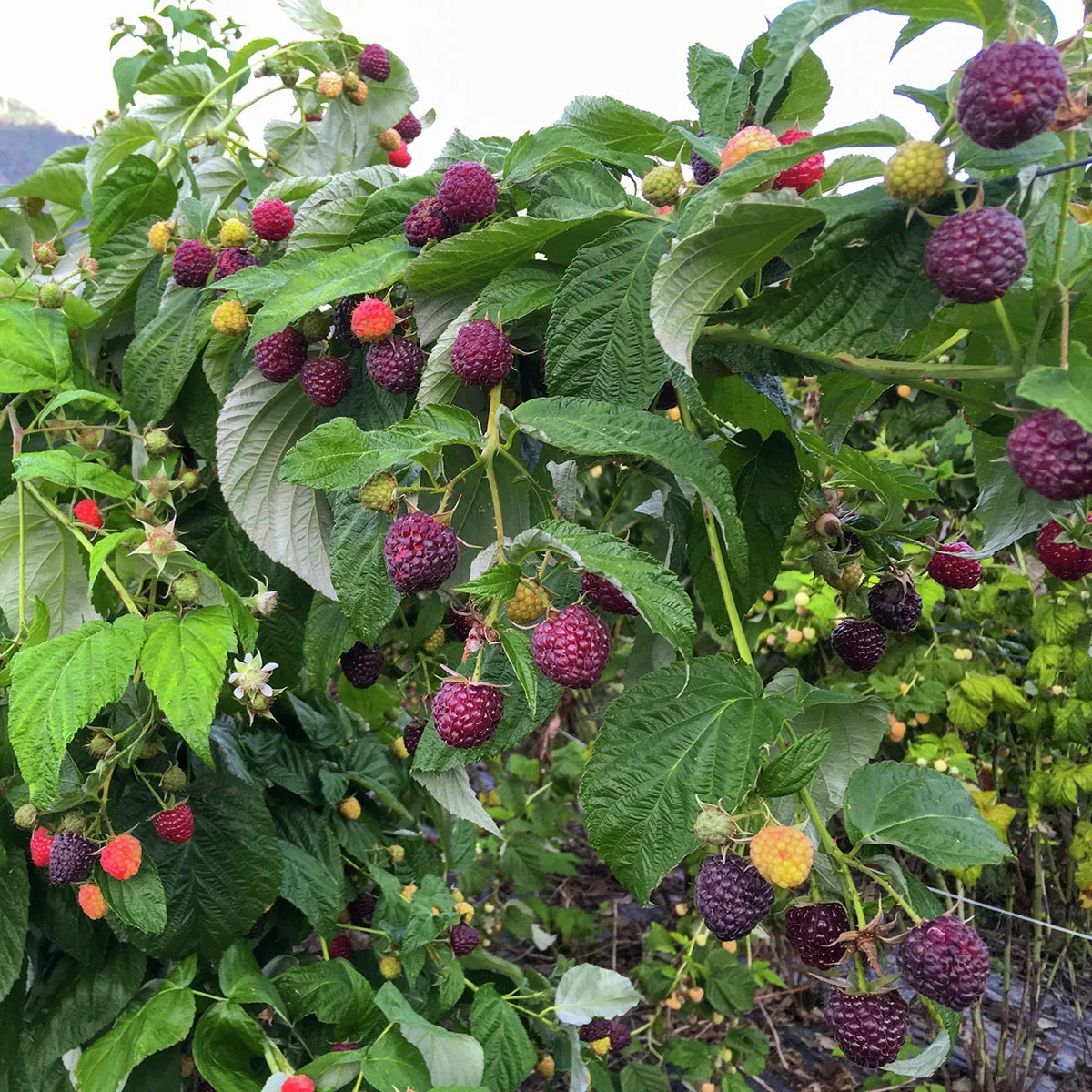 Purpurhimbeere Primeberry® Autumn Passion®