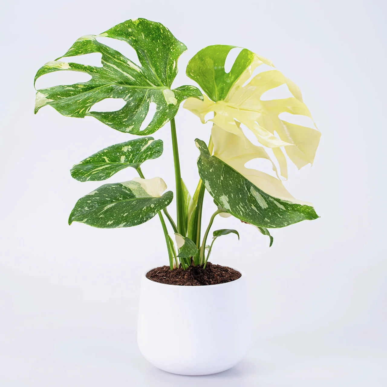 Fensterblatt Monstera Variegata B, im ca. 15 cm-Topf
