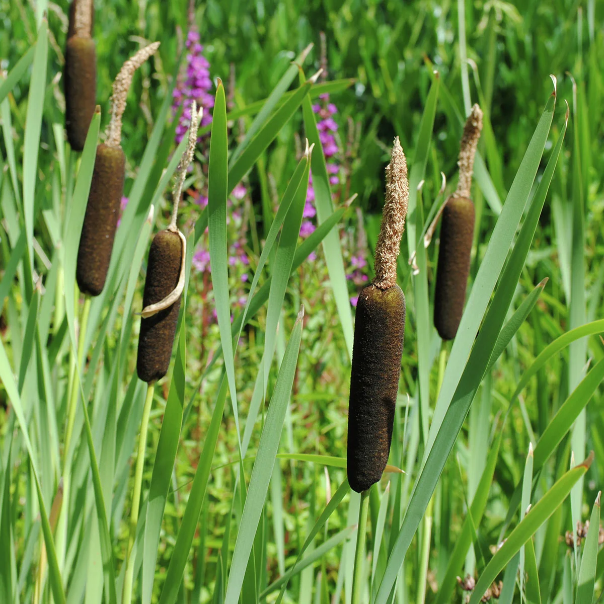 Schmalblättriger Rohrkolben