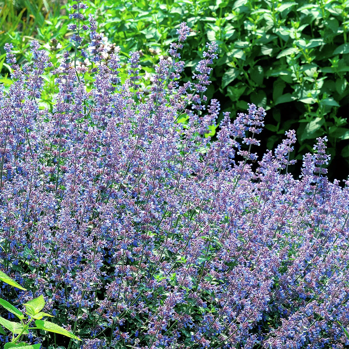 Katzenminze, blau, im ca. 19 cm-Topf