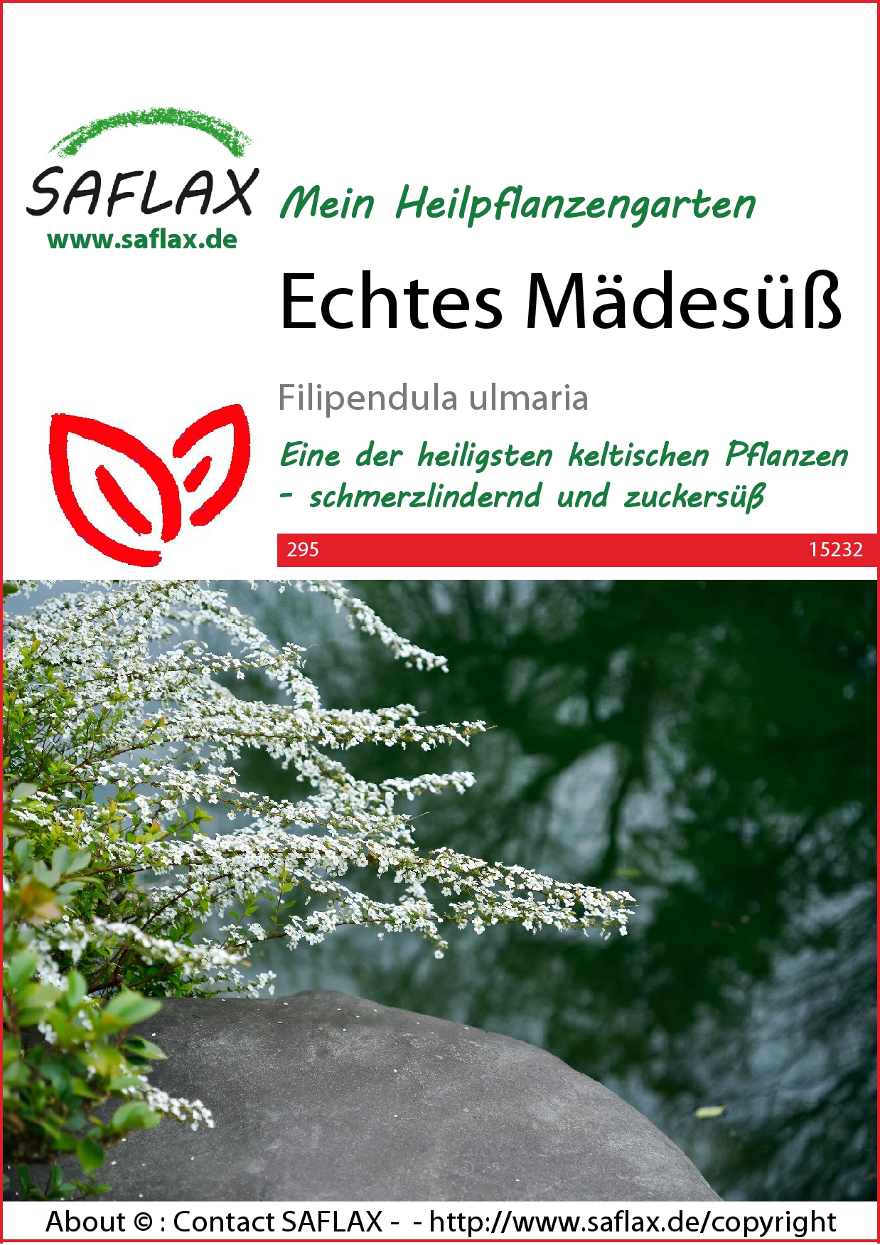 Echtes Mädesüß - Samen