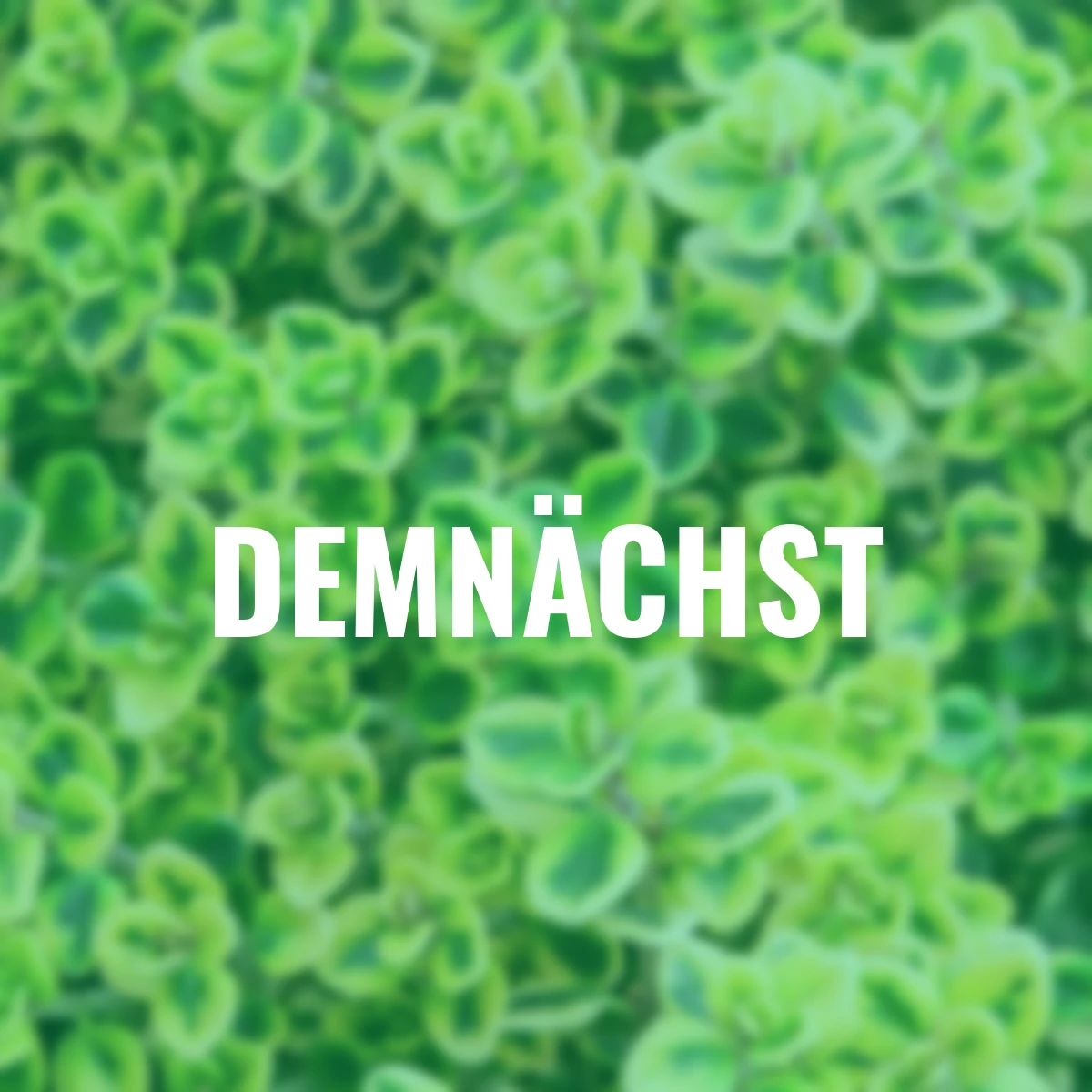 Eataliano Zitronen-Thymian