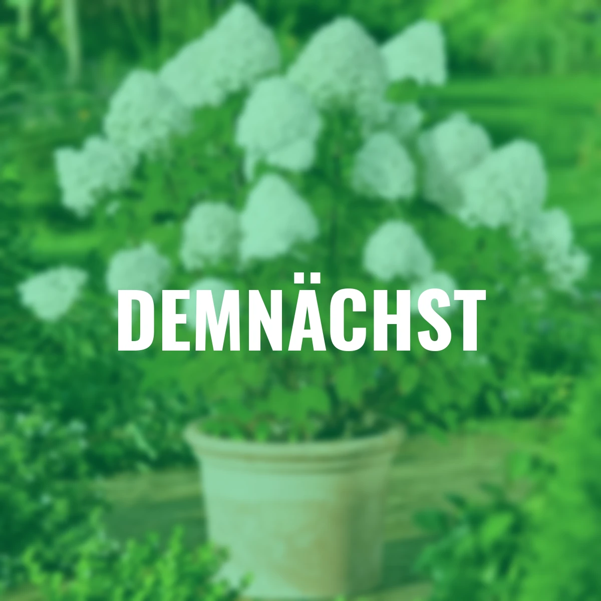 Rispen-Hortensie Limelight(R)