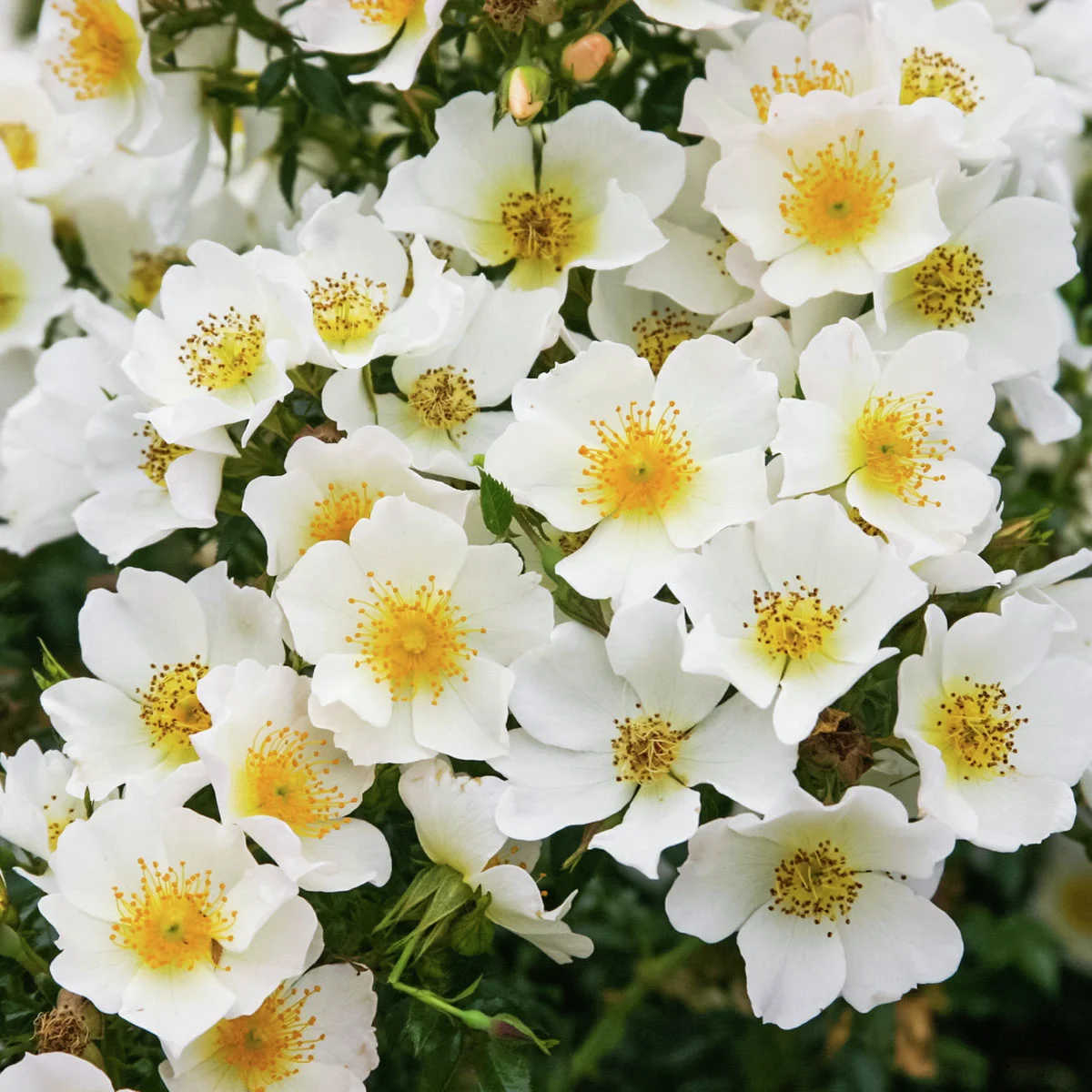 Zwergrose Sonnenröschen®