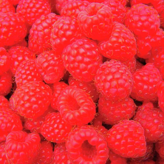 Himbeerbaum Raspbeary®