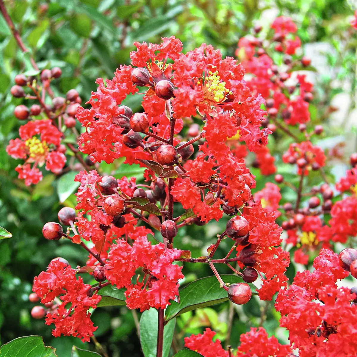 IndianerFlieder® Tuscarora®