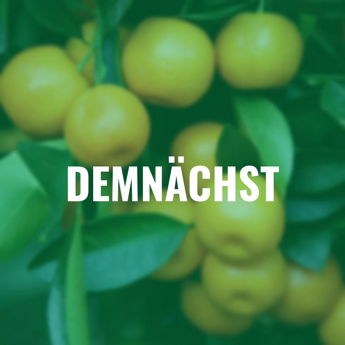 Calamondin-Orangen-Stamm, im ca. 36 cm-Topf