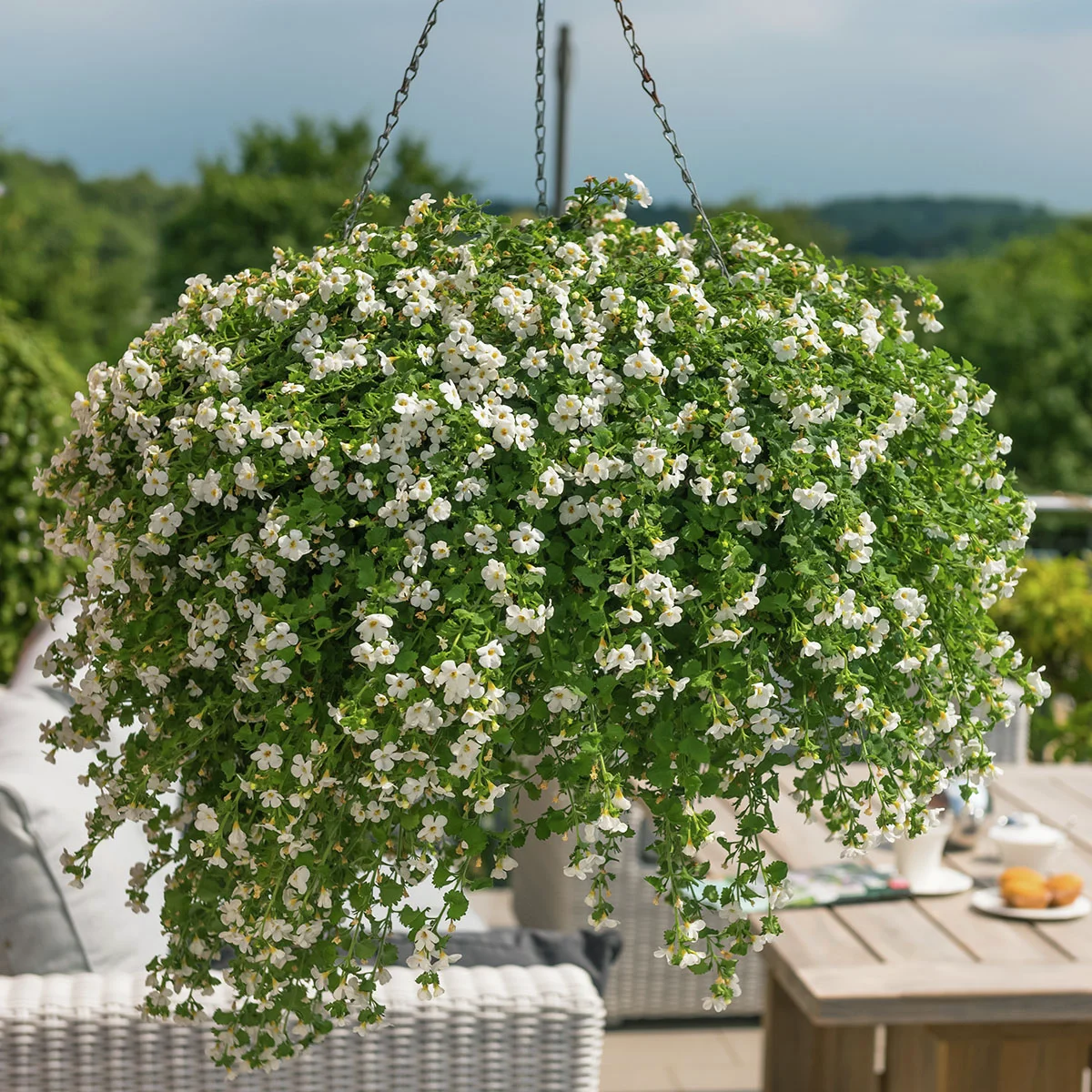 Schneeflockenblume, weiß