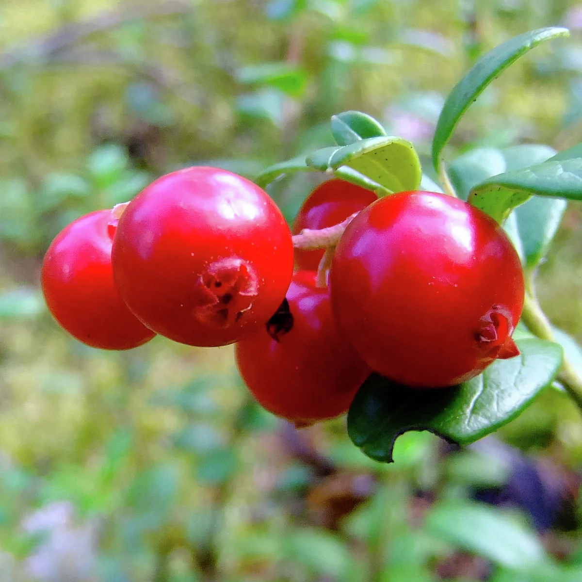Cranberry, im ca. 13 cm-Topf