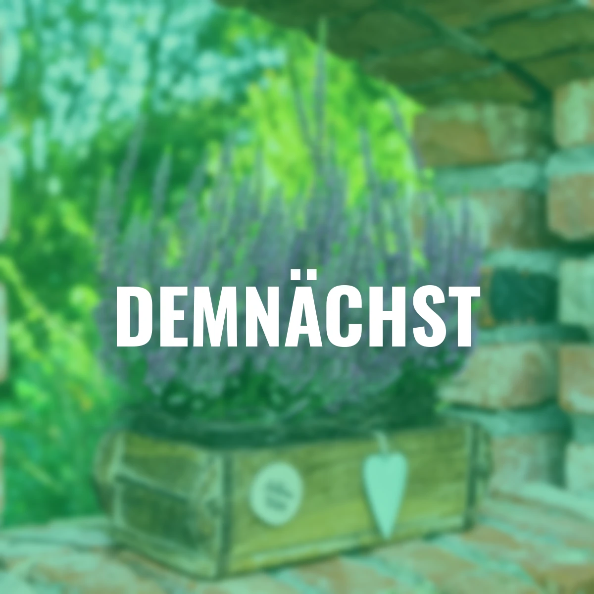 Knospenheide Gardengirls® Herbstlavendel