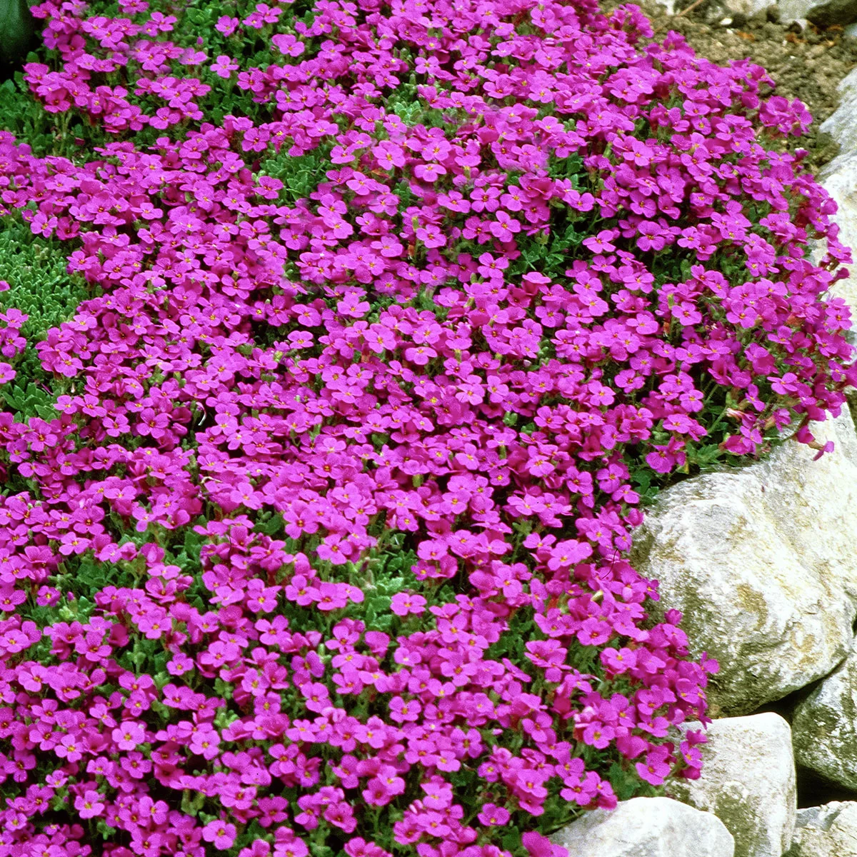 Rotviolettblühendes Blaukissen