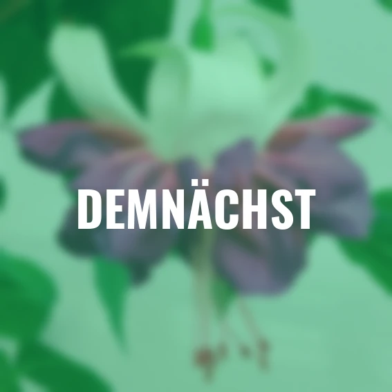 Giant-Fuchsie Deep Purple