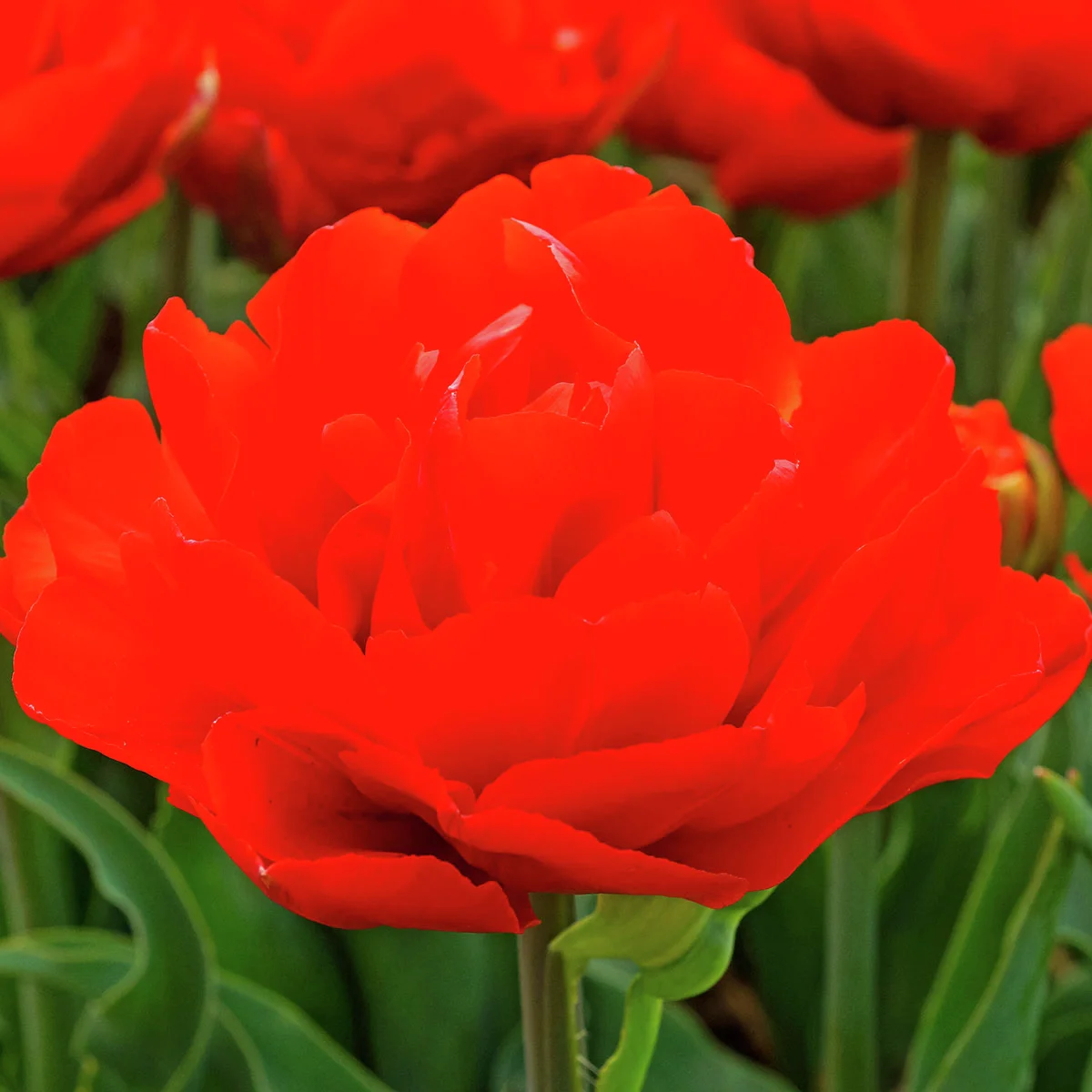 Tulpen-Set Dazzling Double