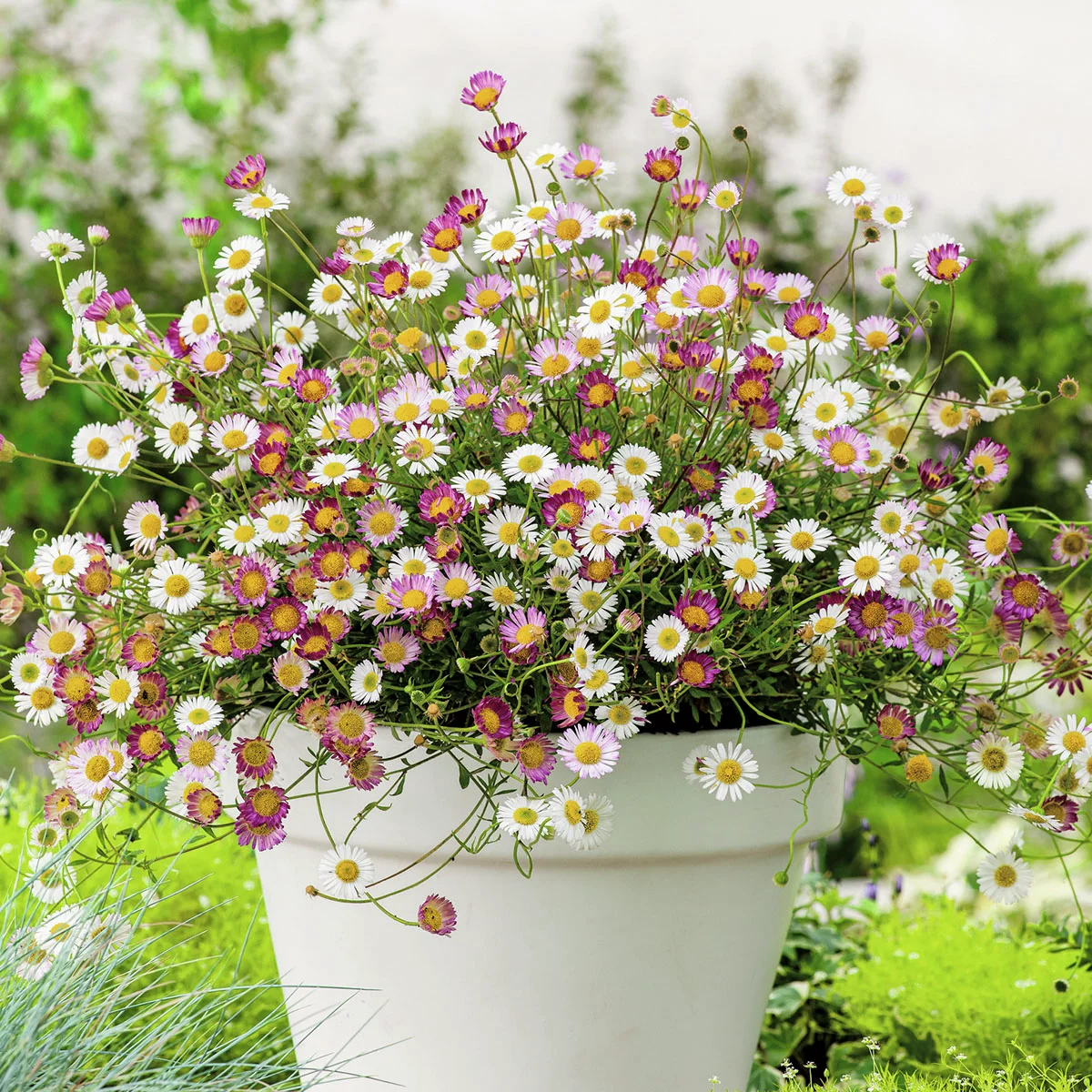 Spanisches Gänseblümchen