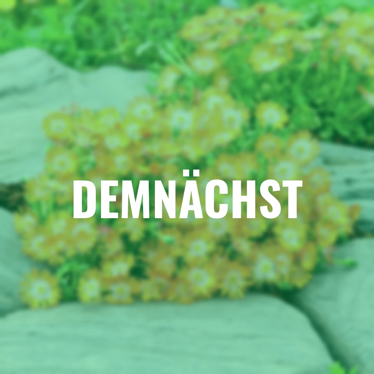 Mittagsblume Perfect Orange