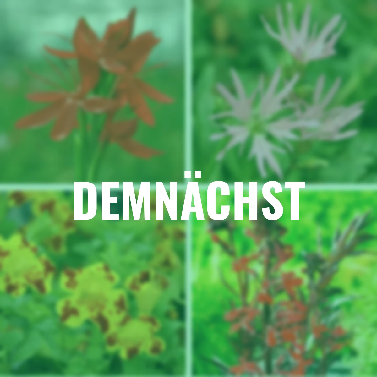 Wasserpflanzen-Set Farbenfrohes Quartett, Uferzone