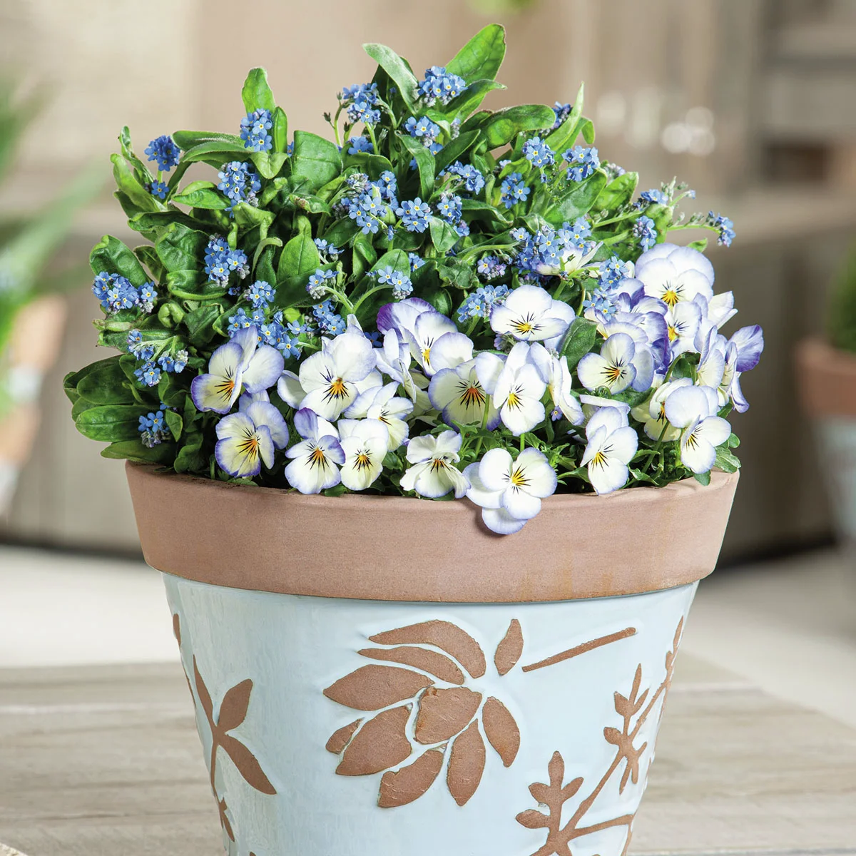 Frühblüher-Set Blaues Frühlingserwachen