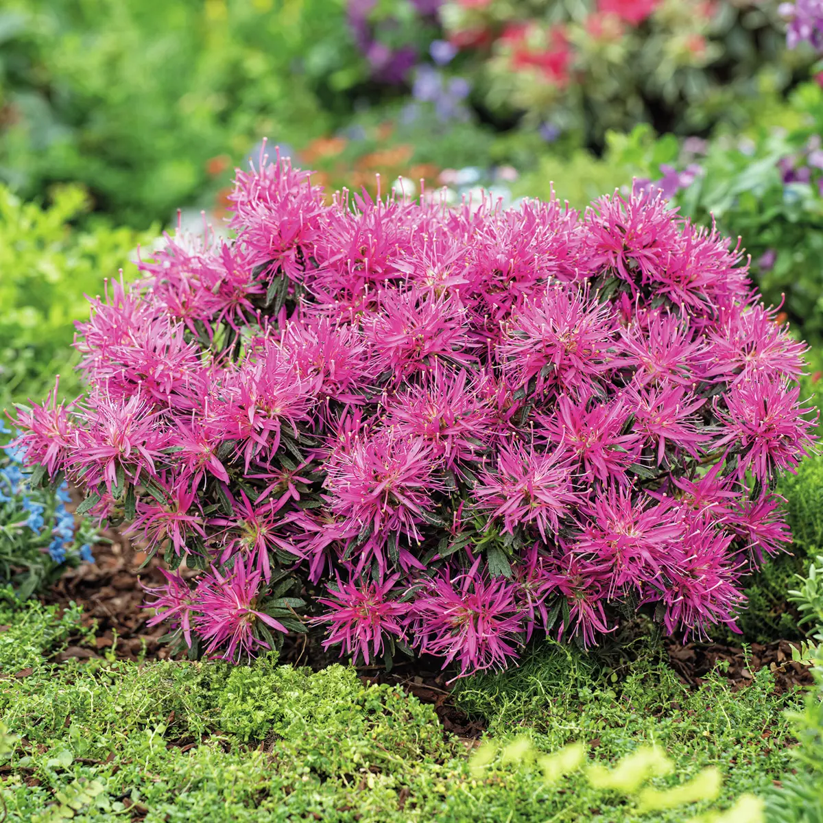 Japanische Azalee Star Style®, pink