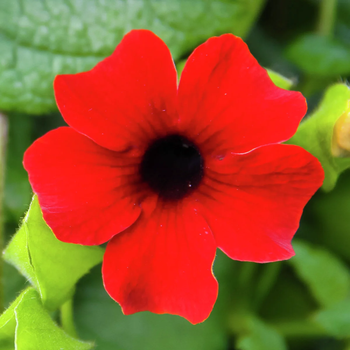 Schwarzäugige Susanne, rot