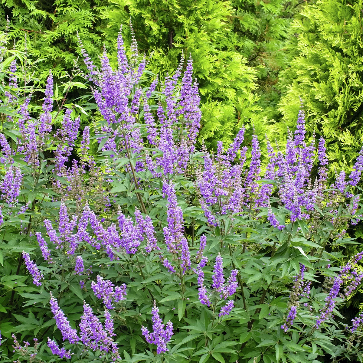 Mönchspfeffer Magical® Summertime Blues ®